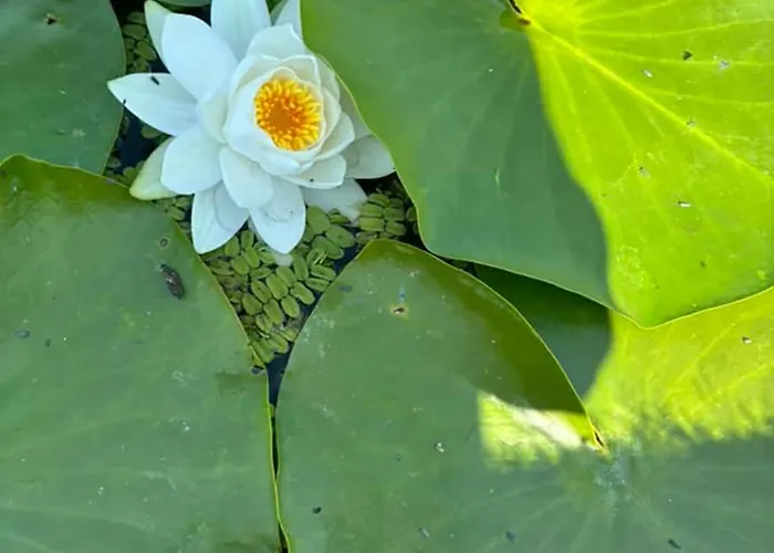 Sovirag エゲルサローク